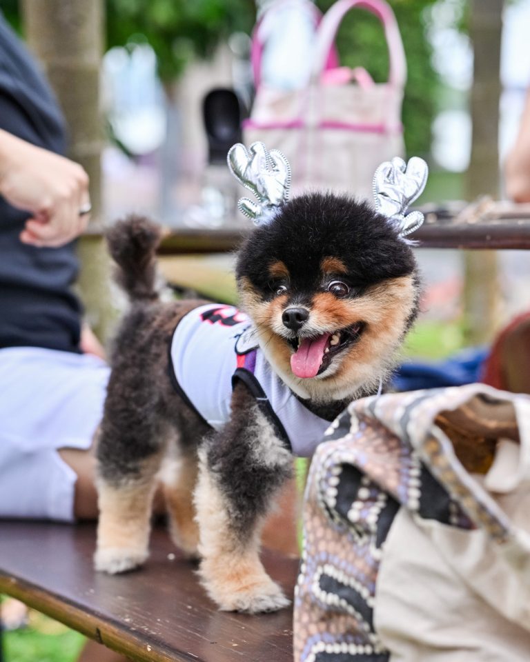 Kontiki-PetFriendlyCafe