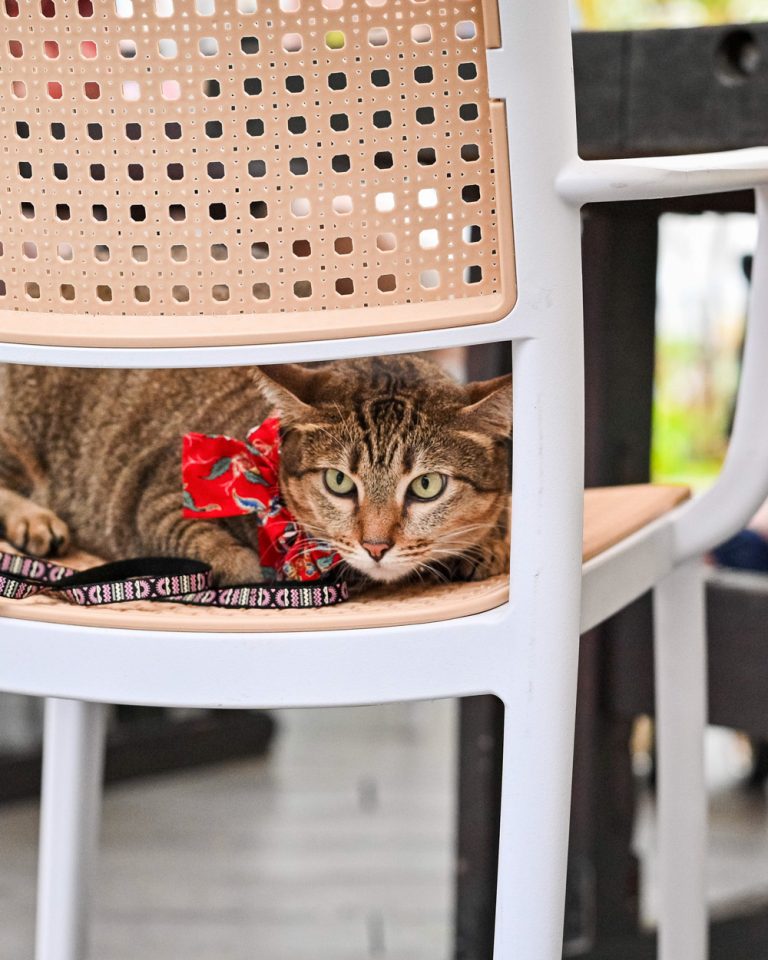 Kontiki-PetFriendlySingapore