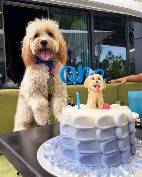 Kontiki-Dog-Birthday-Party-Singapore-Venue