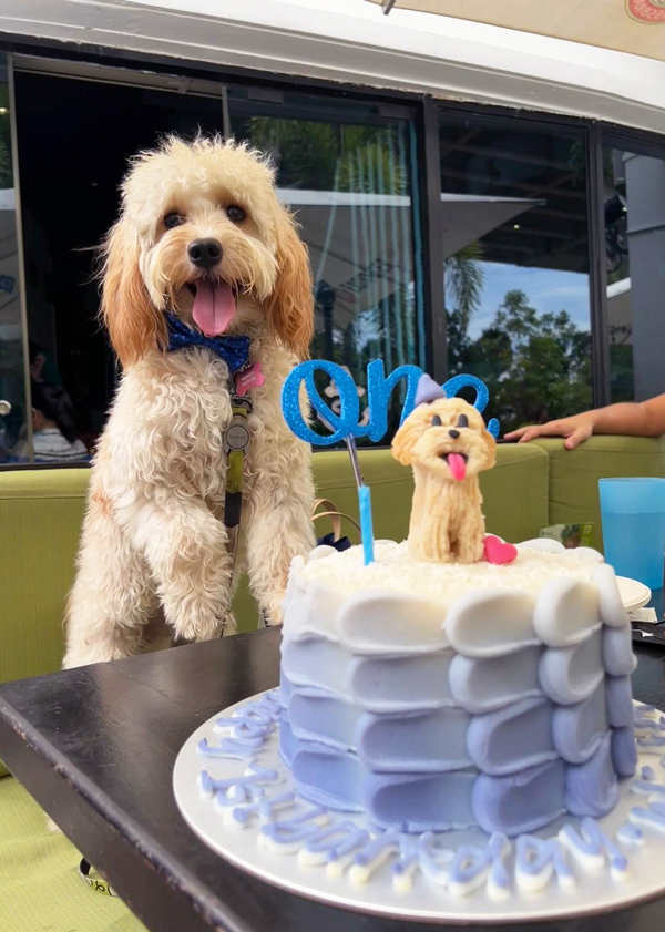 Kontiki-Dog-Birthday-Party-Singapore-Venue